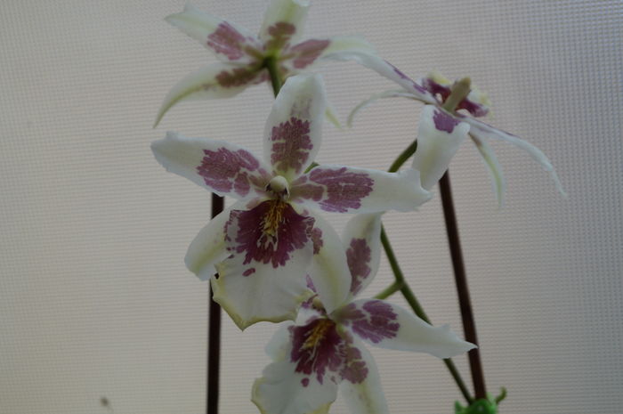 DSC01090 - orhidee cambria