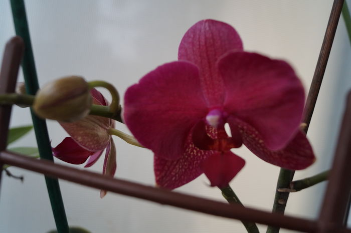 DSC01099 - orhidee phalaenopsis