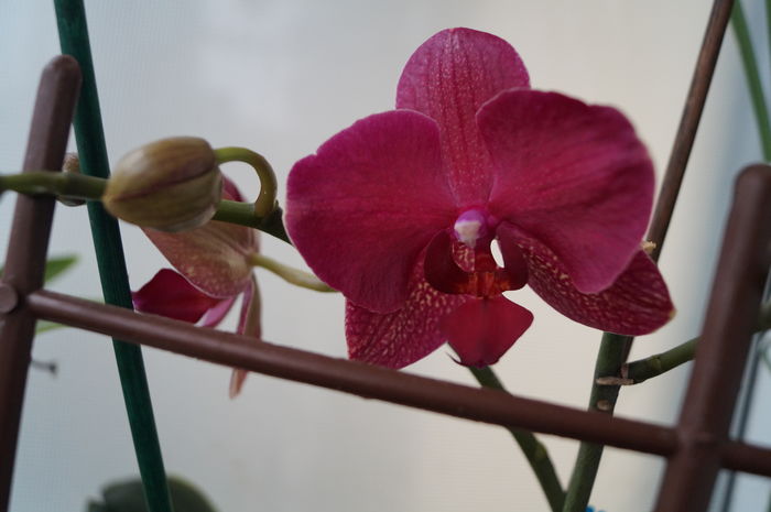 DSC01100 - orhidee phalaenopsis