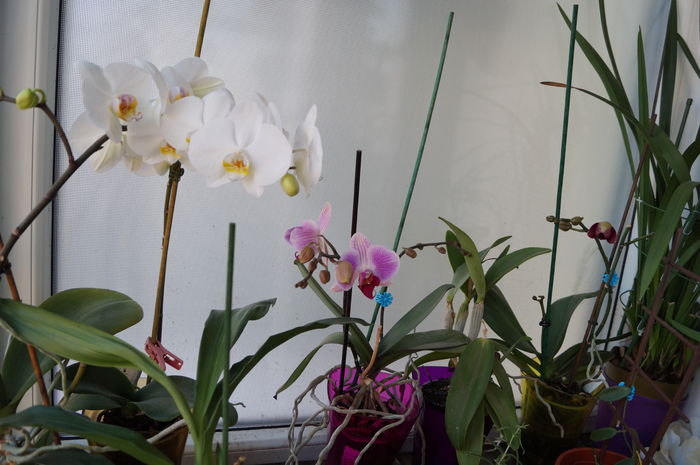 DSC00991 - orhidee phalaenopsis