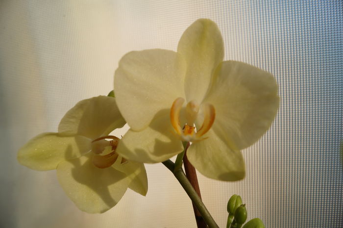 DSC01006 - orhidee phalaenopsis