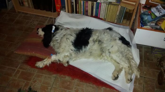 atentie la babesioza - 6 - Diverse