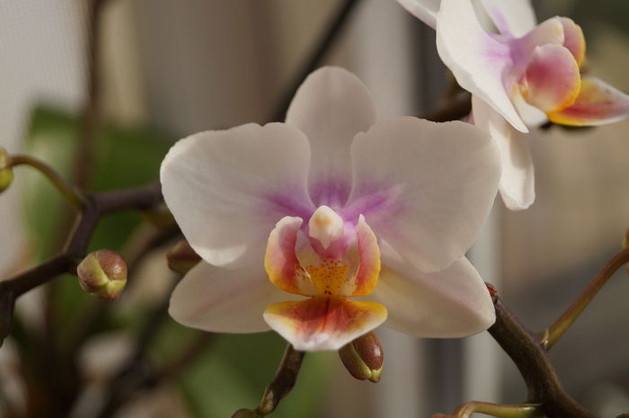 DSC01009 - orhidee phalaenopsis