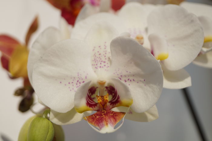 DSC01014 - orhidee phalaenopsis