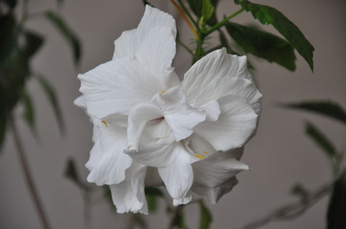 DSC_0078; hibiscus alb batut -poza preluata de pe net
