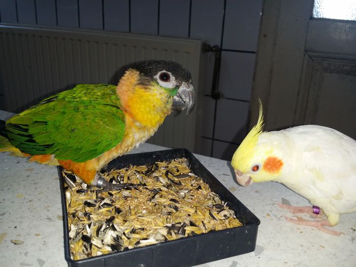 De vanzare pui Caique; Pui Caique 2015
