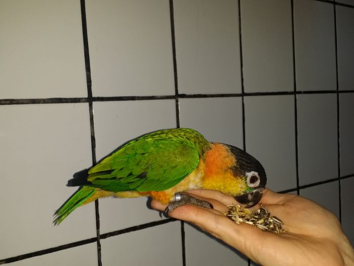 De vanzare Caique testADN; Disponibili pui Caique 2015
