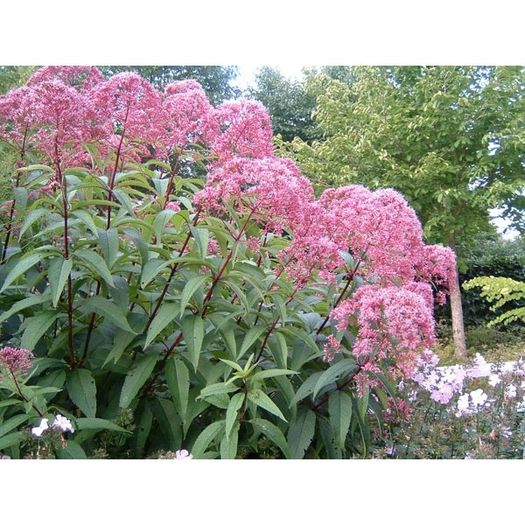 eupatorium-maculatum-atropurpureum - Noutati 2016