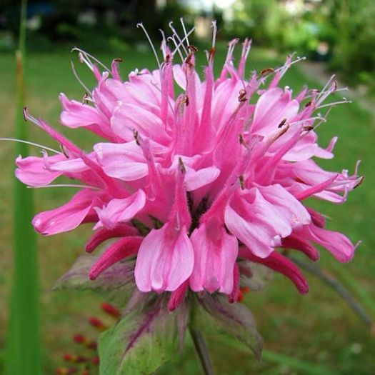 monarda-didyma-pink-lace; plantshop
