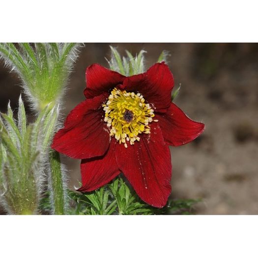 pulsatilla-vulgaris-pinwheel-dark-red-shades-; plantshop
