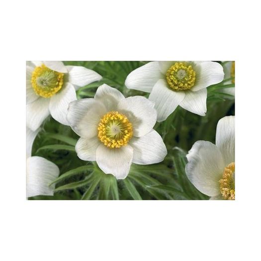 pulsatilla-vulgaris-pinwheel-white-; plantshop
