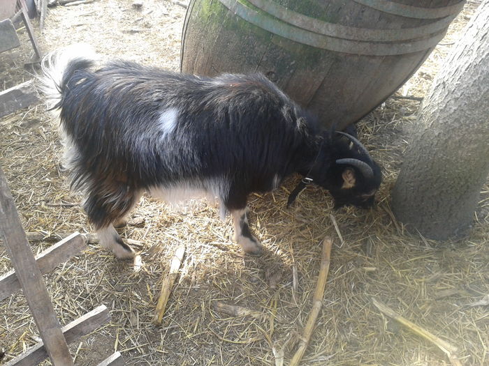 Fotografie0153 firuta (1)