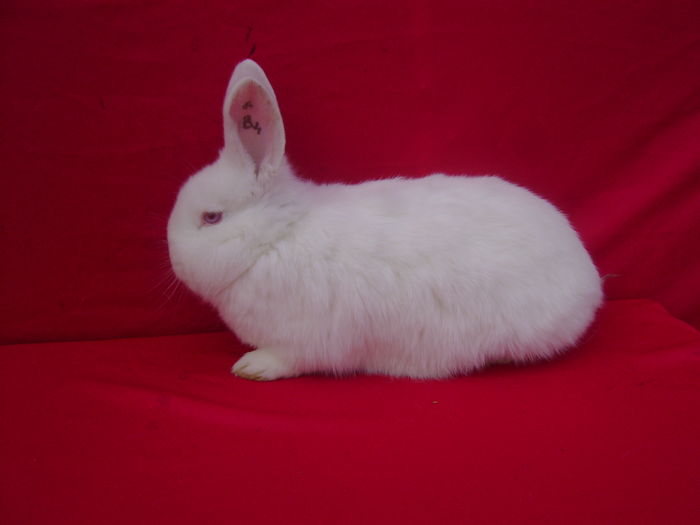 Fem B4 (RO356)-4 Luni - Calarasi - CL; Foto realizata la 2 luni
