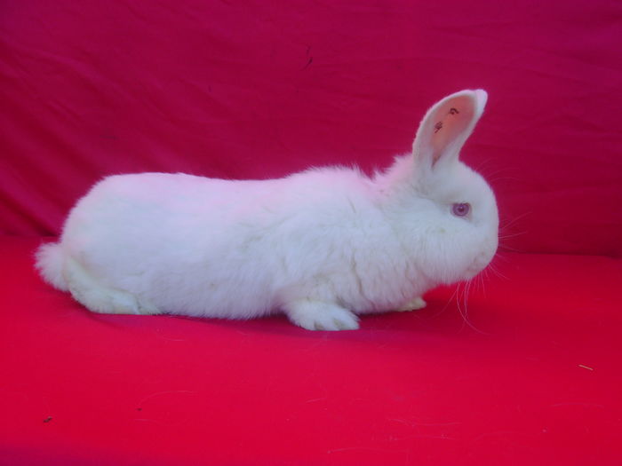 Fem A4 (RO351)-4 Luni - Calarasi - CL; Foto realizata la 2 Luni
