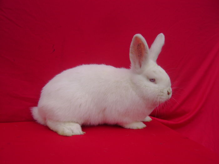 Masc D2 (RO359)-4 Luni - Crunti - IL