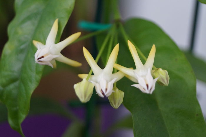 hoya multiflora 11 - hoya multiflora