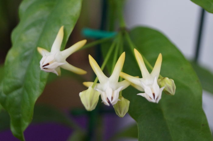 hoya multiflora 12 - hoya multiflora