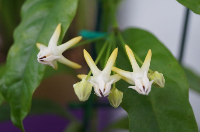 hoya multiflora 14