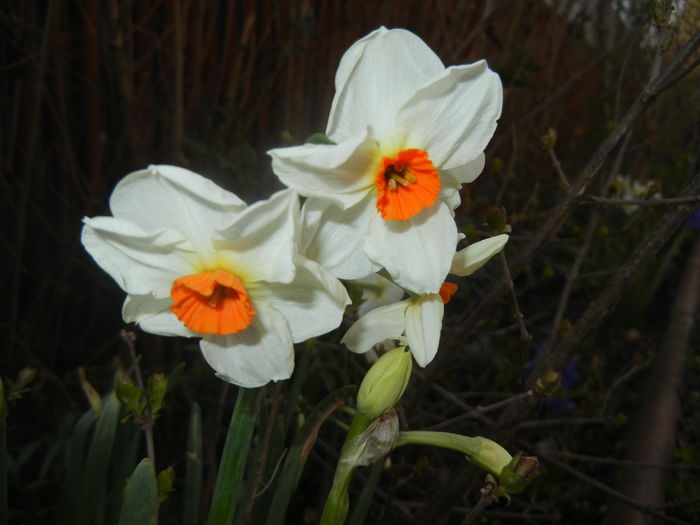Narcissus Geranium (2016, March 21)