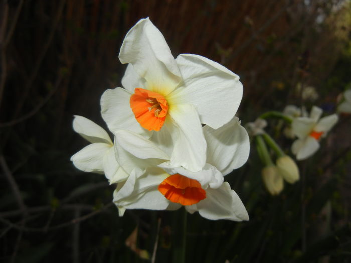 Narcissus Geranium (2016, March 21)