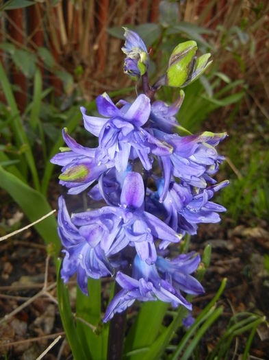 Hyacinth Isabelle (2016, March 21)