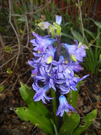 Hyacinth Isabelle (2016, March 21)
