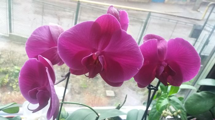 20160324_065726 - Orhidee