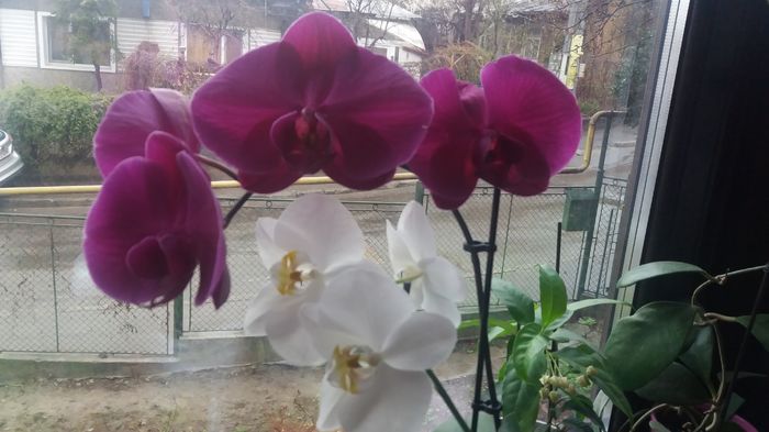 20160324_065926 - Orhidee