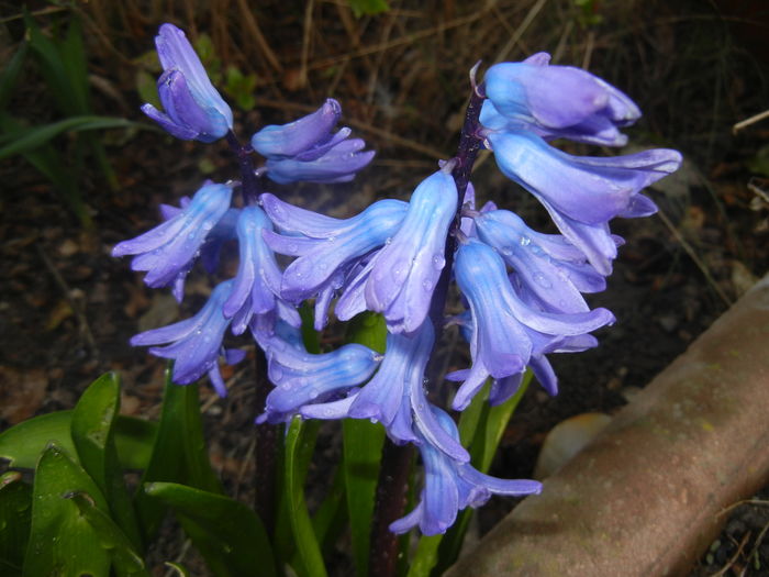 Hyacinth Peter Stuyvesant (2016, Mar.21)