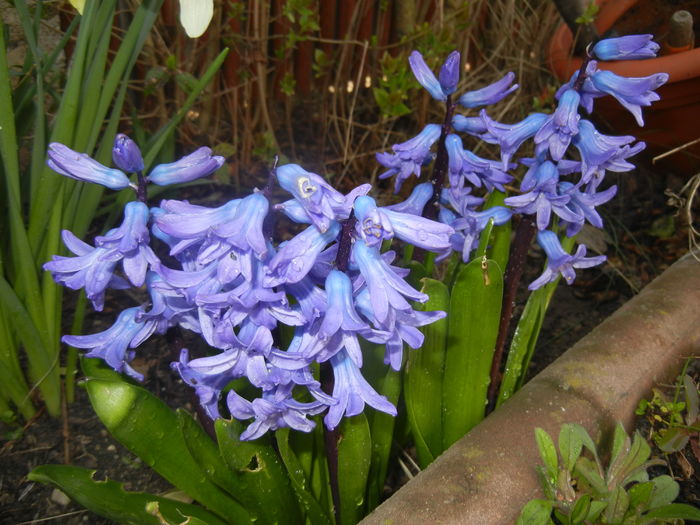 Hyacinth Delft Blue (2016, March 21) - Hyacinth Delft Blue
