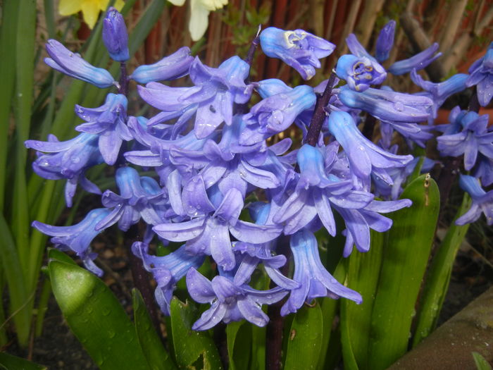 Hyacinth Delft Blue (2016, March 21)