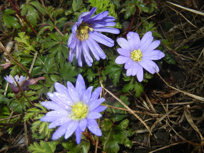 Anemone Blue Shades (2016, March 21)