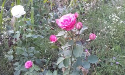 Baronesse - Colectie trandafiri 2015