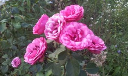 Baronesse2 - Colectie trandafiri 2015
