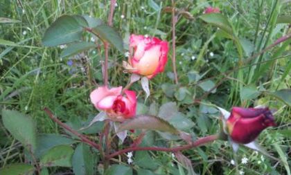 Betty Boop - Colectie trandafiri 2015