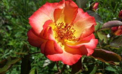 Betty Boop5 - Colectie trandafiri 2015