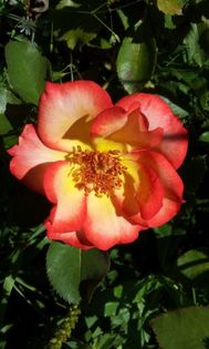 Betty Boop6 - Colectie trandafiri 2015