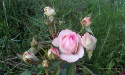 Eden Rose - Colectie trandafiri 2015
