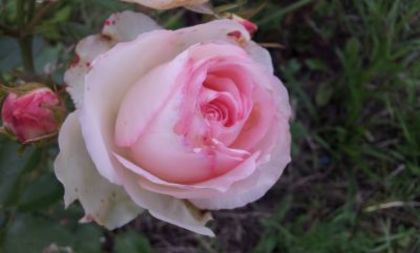 Eden Rose2