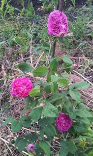 Gertrude Jekyll - Colectie trandafiri 2015