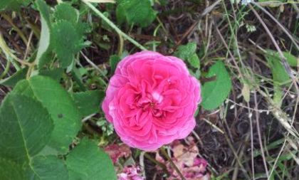 Gertrude Jekyll2