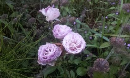 Lavender Ice