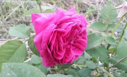 Mme Isaac Pereire2 - Colectie trandafiri 2015