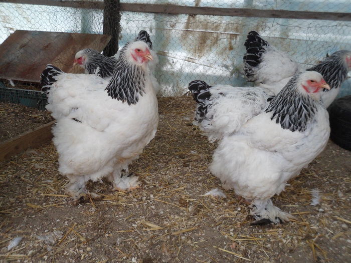 SAM_4652 - Brahma herminat deschis 2016