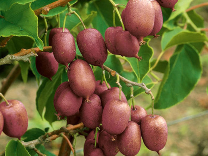 Purpurna Sadova ( poze net ) - KIWI - Actinidia arguta - varietati rosii