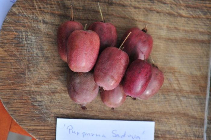 Purpurna Sadova - KIWI - Actinidia arguta - varietati rosii