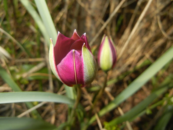 Tulipa Persian Pearl (2016, March 21)
