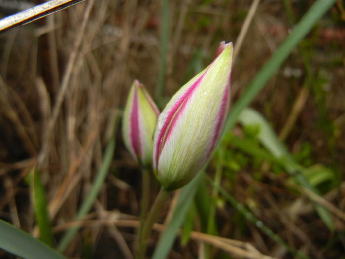 Tulipa Persian Pearl (2016, March 22)