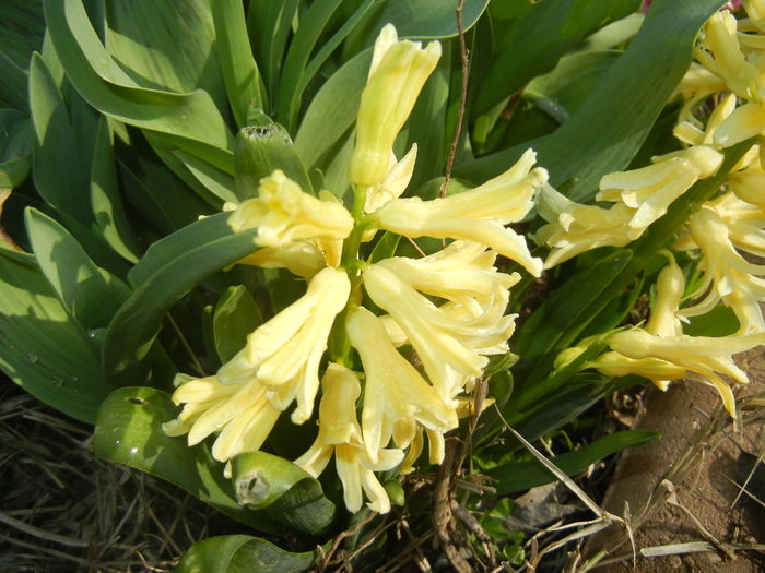 Hyacinth Yellow Queen (2016, March 21)