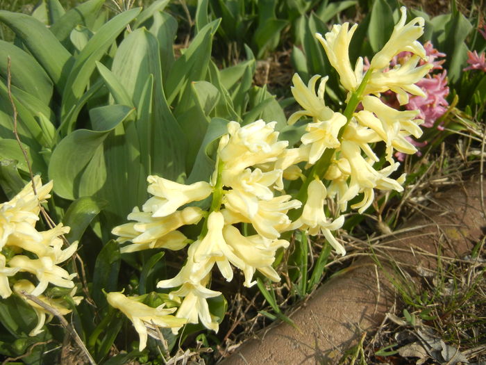 Hyacinth Yellow Queen (2016, March 21)